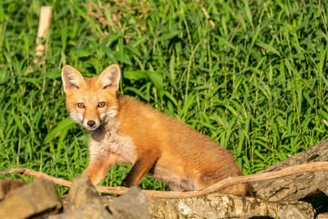 Red fox (vulpes vulpes) looking at camera as he stands on rocks near his den