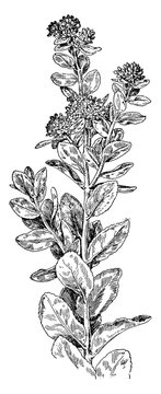 Live-Forever or Garden Orpine vintage illustration.