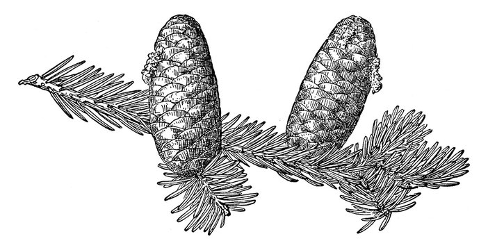 Pine Cone of Rocky Mountain Fir vintage illustration.