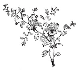 Capparis Spinosa vintage illustration.