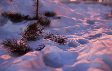 Tree at whitw snow at hight