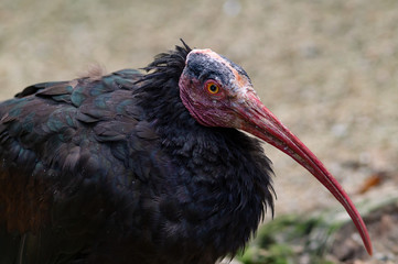 鉄仮面の鳥ホオアカトキDSC2756
