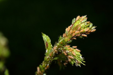 An infestation of Aphids on newly forming Rose buds