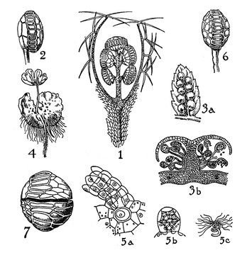 Hymenophyllaceae, Cyatheaceae, and Polypodiaceae vintage illustration.