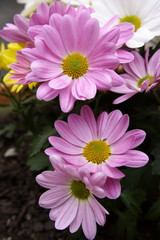 Obraz premium Pink Dendranthema Chrysanthemum flowers