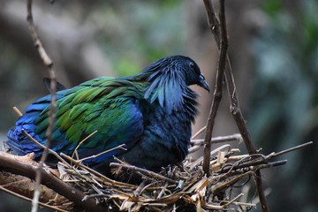 Blue and green bird on a nest
