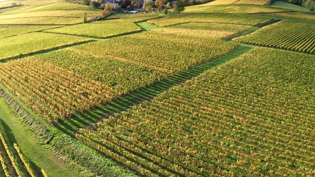 Drone fligth in German vineyards. Autumn in Rheingau, Hessen.