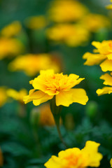 Marigold yellow flowers with green leaf
