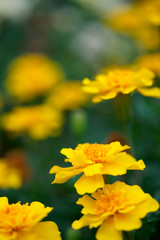 Marigold yellow flowers with green leaf