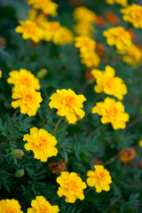 Marigold yellow flowers with green leaf