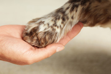 Woman holding dog's paw on light carpet, closeup view