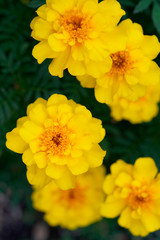 Marigold yellow flowers with green leaf