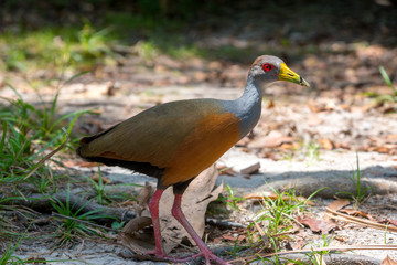 Naklejka premium Tropical bird walking in rainforest in a natural park of Colombia.