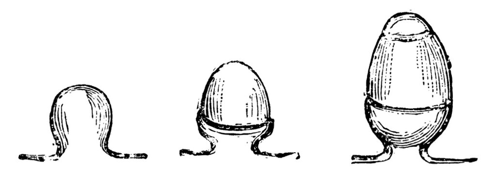 Three Stages in Growth of Orthotropous Ovule vintage illustration.