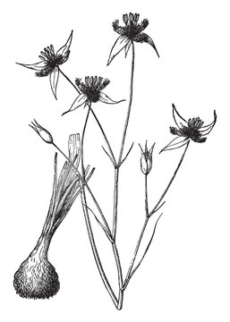 Calochortus Obispoensis vintage illustration.