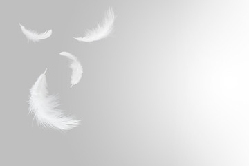 Soft white feathers floating in the air