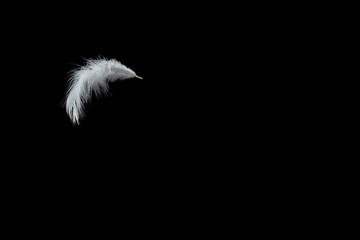 Obraz premium Abstract, Soft single white feather floating in the air, black background with copy space