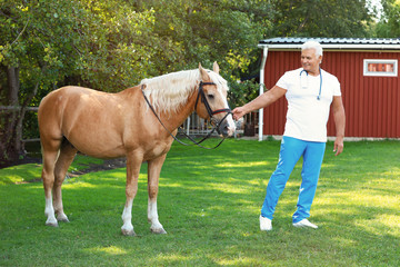 Senior veterinarian with palomino horse outdoors on sunny day