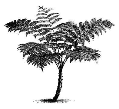 Alsophila Aculeate Fern vintage illustration.