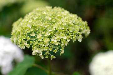 white flower in the garden.