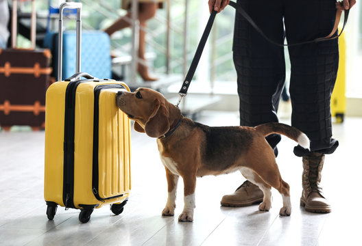 Officer with dog checking suitcase in airport, closeup. Luggage inspection