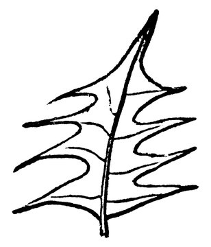 Mucronate Leaf vintage illustration.