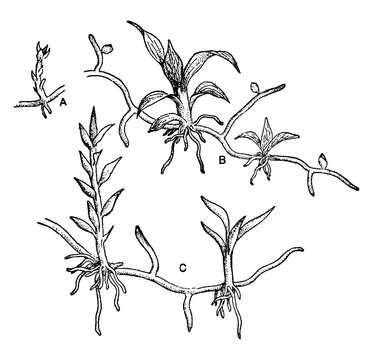 Moss Protonemata vintage illustration.