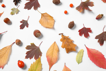 Beautiful composition with autumn leaves on white background, flat lay