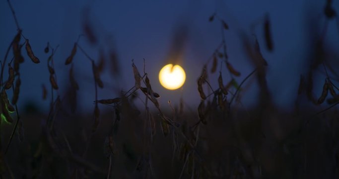 soybeans with full moon behind
