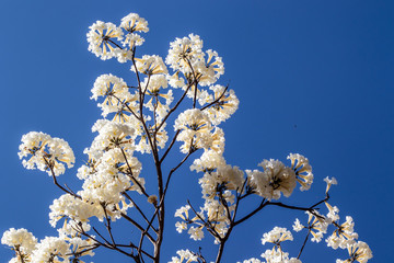 Ipes white tree flowering grove in the municipality of Marilia