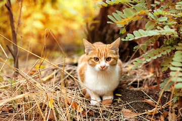 Naklejka na ściany i meble Adorable cat near bush with lush leaves in autumn park