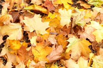 Pile of beautiful autumn leaves as background, top view