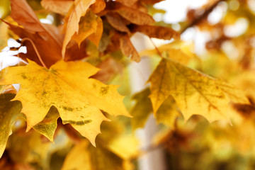 Tree with bright leaves outdoors on autumn day