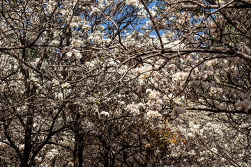 Ipes white tree flowering grove in the municipality of Marilia