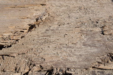 Fototapeta premium Aged wood.Textured background.Abstract concept.Interesting wallpaper.Industrial style.Nature and construction.