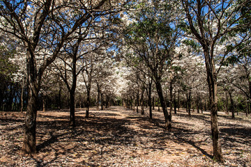 Ipes white tree flowering grove with selective focus in the municipality of Marilia