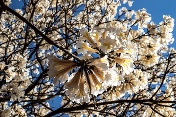 Ipes white tree flowering with selective focus in the municipality of Marilia