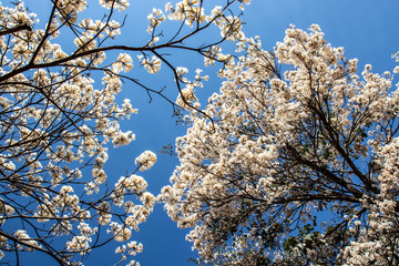 Ipes white tree flowering grove with selective focus in the municipality of Marilia