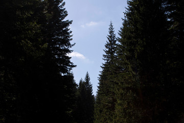 Thick dark forest against the blue sky. Forest in Montenegro.