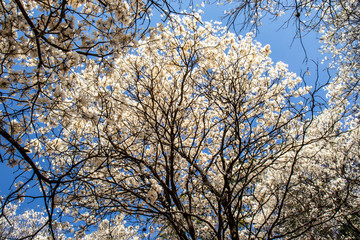Ipes white tree flowering grove in the municipality of Marilia