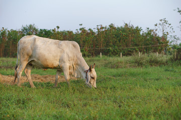 Common cow eating rice straw