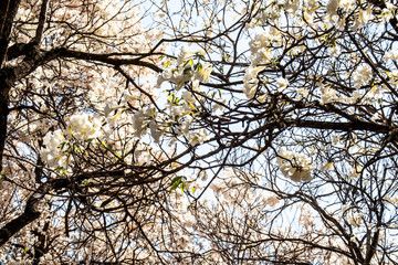 Obraz premium Ipes white tree flowering with selective focus in the municipality of Marilia