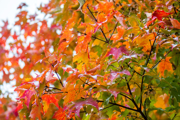 Autumn red, yellow and orange leaves in mix of snowing and raining