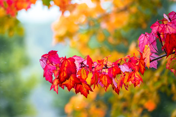 Autumn red, yellow and orange leaves in mix of snowing and raining