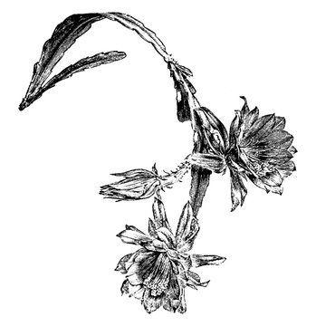 Branch of Phyllocactus Ackermanni vintage illustration.