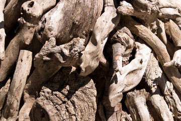 Abstract background of old dry trees. Abstract background for design . Selective focus.