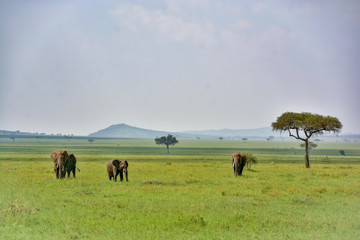elephants in tanzania