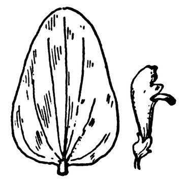 S. parvula Skullcap vintage illustration.