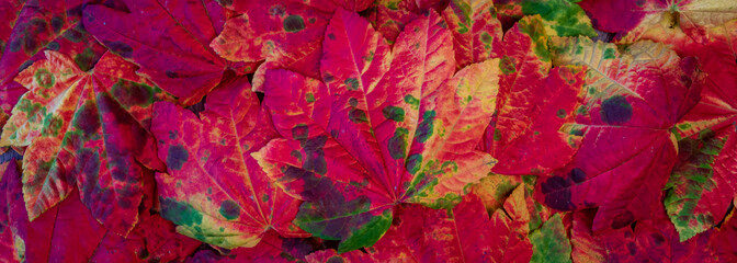 Vibrant fall color in a maple leaf nature background, red, yellow, green, orange