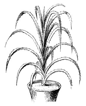 garden, synonym, Pandanus, Odoratissimus, Utilis, screw, pine, leaves vintage illustration.